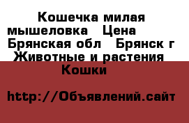 Кошечка милая мышеловка › Цена ­ 100 - Брянская обл., Брянск г. Животные и растения » Кошки   